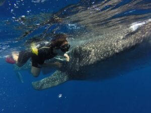 Whale Shark Tour