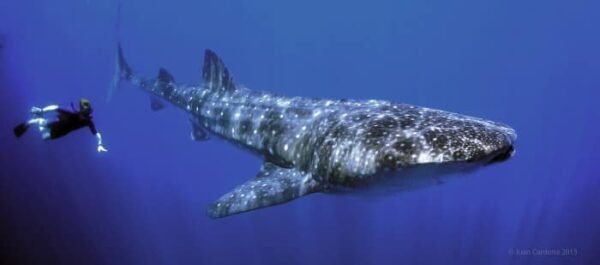 Whale Shark Tour - Imagen 5