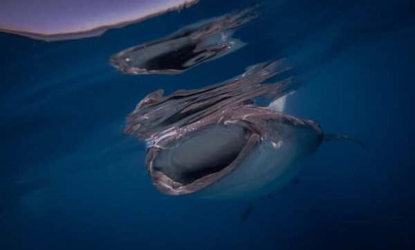 Whale Shark Tour - Imagen 4