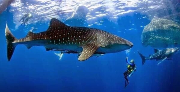 Whale Shark Tour - Imagen 3