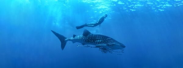 Whale Shark Tour - Imagen 7