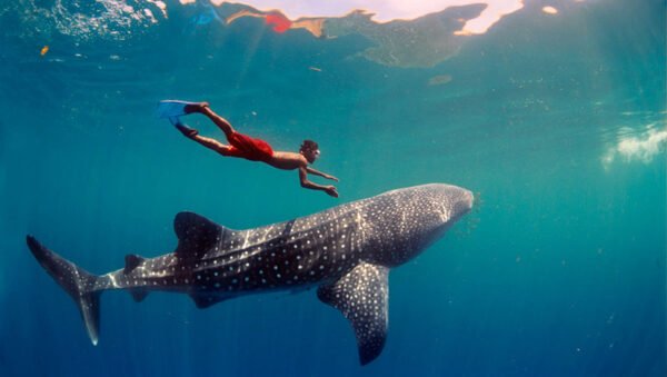 Whale Shark Tour - Imagen 8