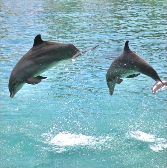 Dolphin Royal Swim Kids - Imagen 2