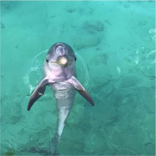 Dolphin Royal Swim Kids - Imagen 4