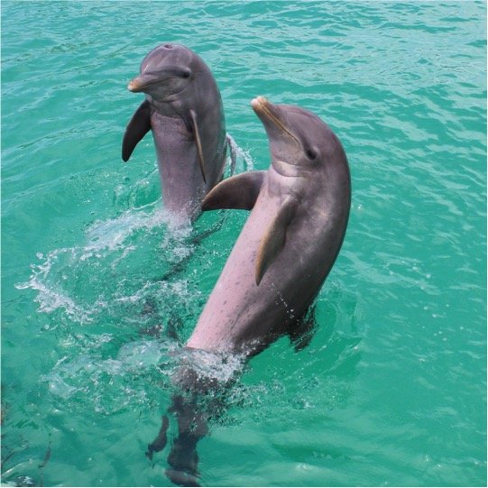 Dolphin Royal Swim Kids - Imagen 6