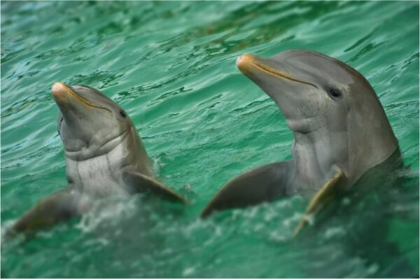 Dolphin Swim Adventure Tour - Imagen 6