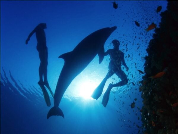 Dolphin Royal Swim Tour - Image 5