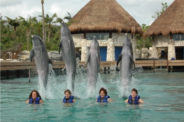 Dolphin Royal Swim Tour - Image 6