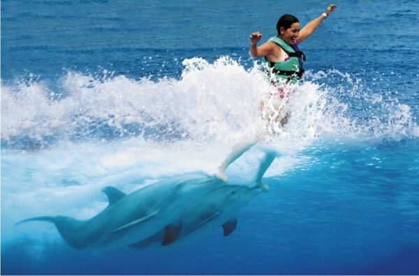 Dolphin Royal Swim Tour - Image 7