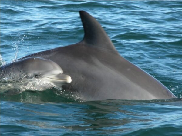 Dolphin Royal Swim Tour - Image 3