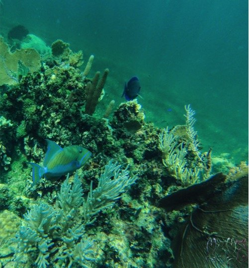 Certified Diving Cozumel Adults - Imagen 7